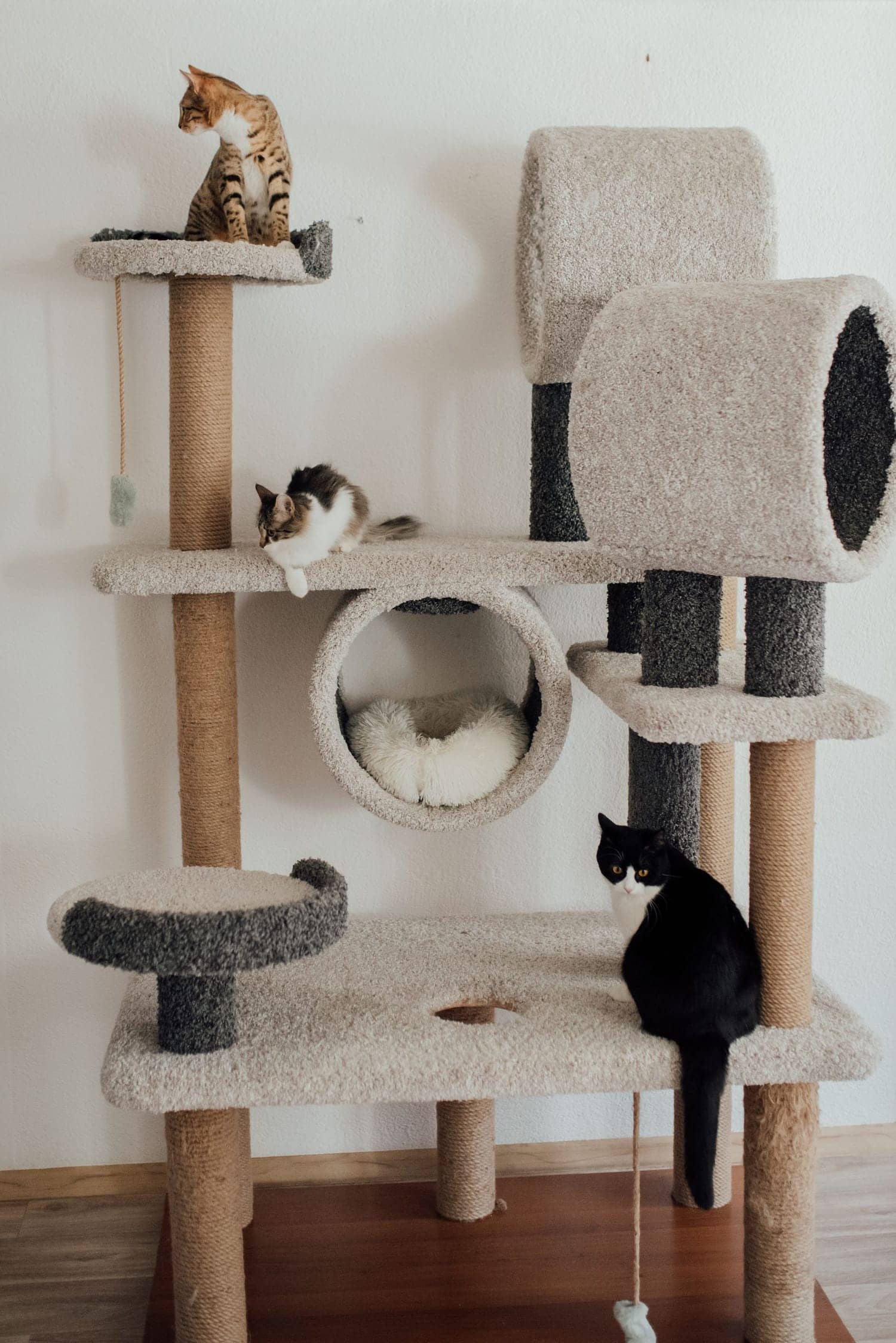 Drei Katzen auf den Etagen eines großen Kratzbaums in einem hellen Raum