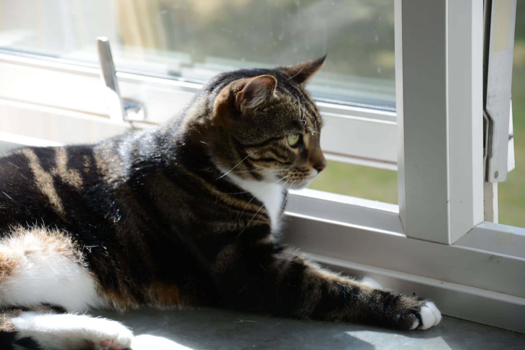 Getigerte Katze liegt entspannt auf einer sonnigen Fensterbank und schaut ins Grüne