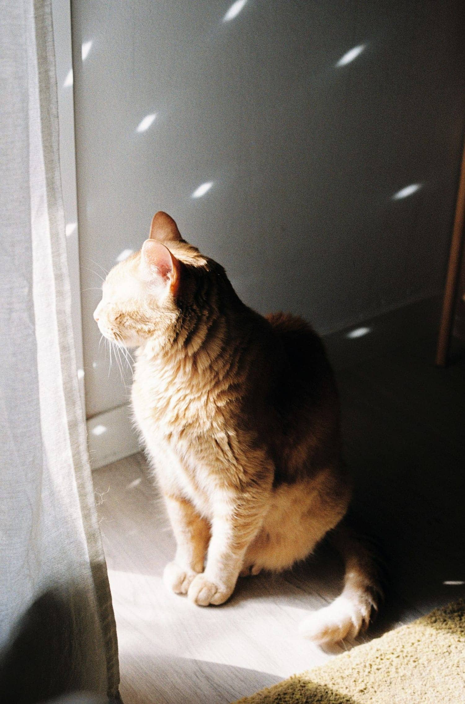 Rotgetigerter Kater sitzt in einem warmen Sonnenfleck am Fenster