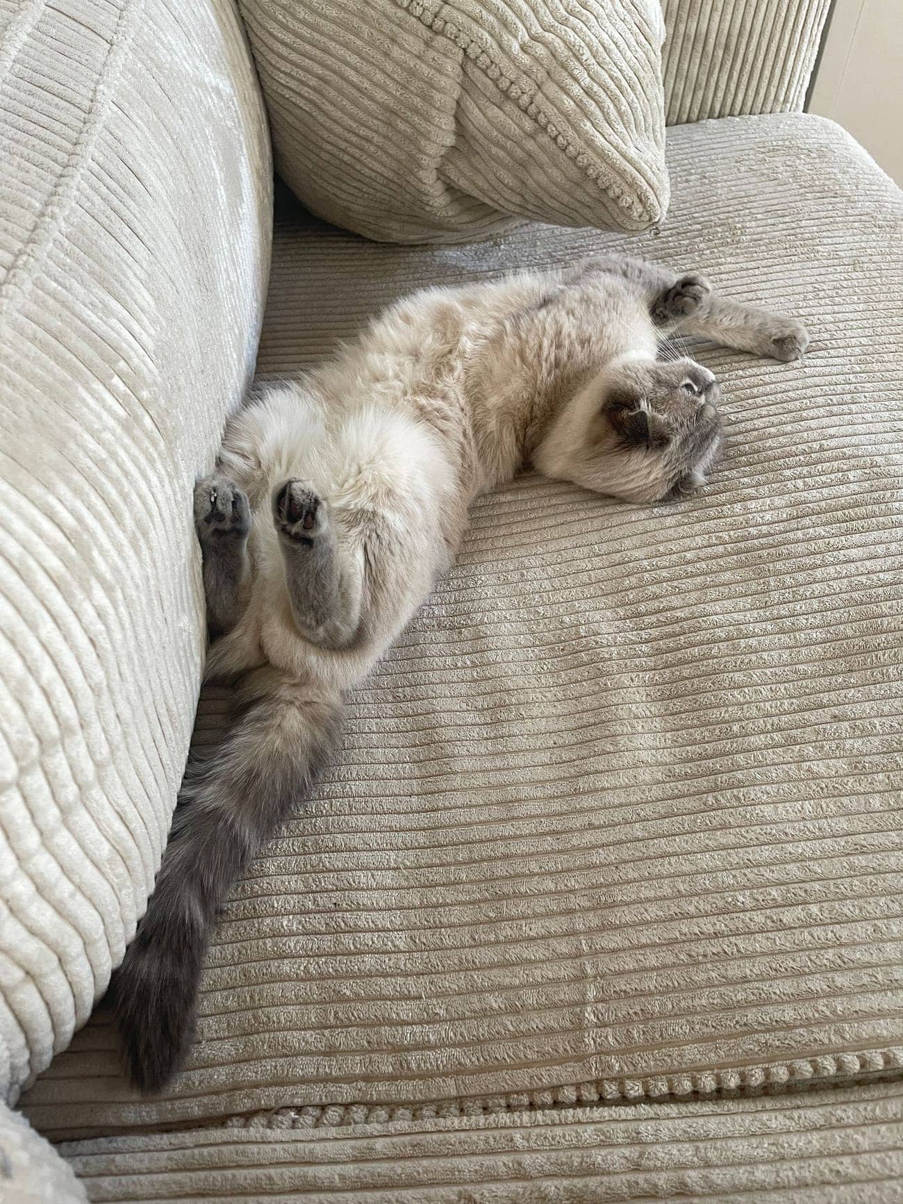 Katze liegt entspannt auf dem hellen Sofa im eigenen Zuhause