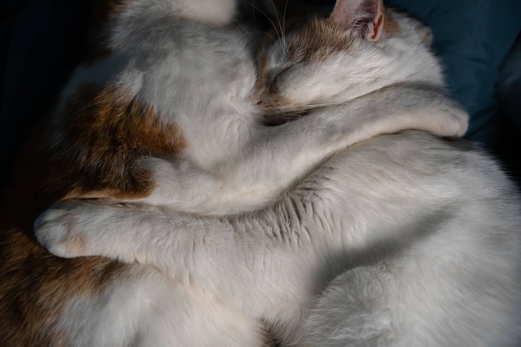 Zwei Katzen liegen eng aneinandergekuschelt und schlafen