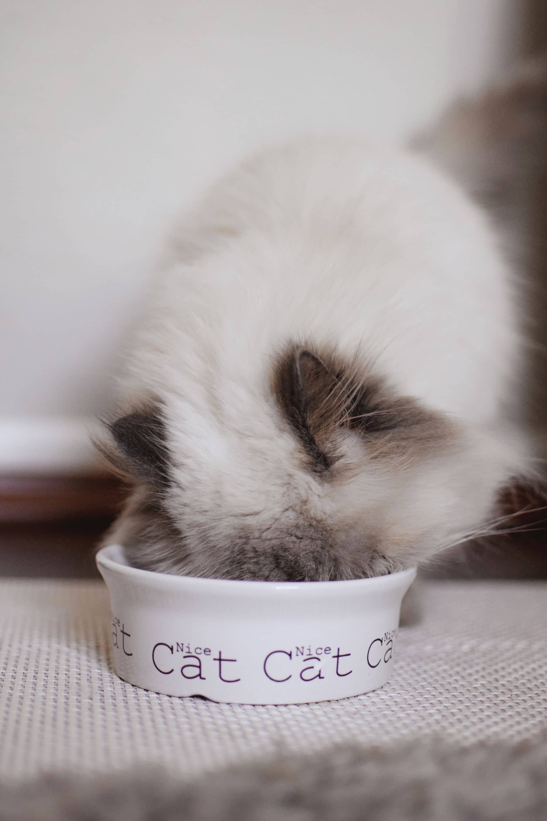 Katze frisst aus ihrem Napf auf dem Küchenboden