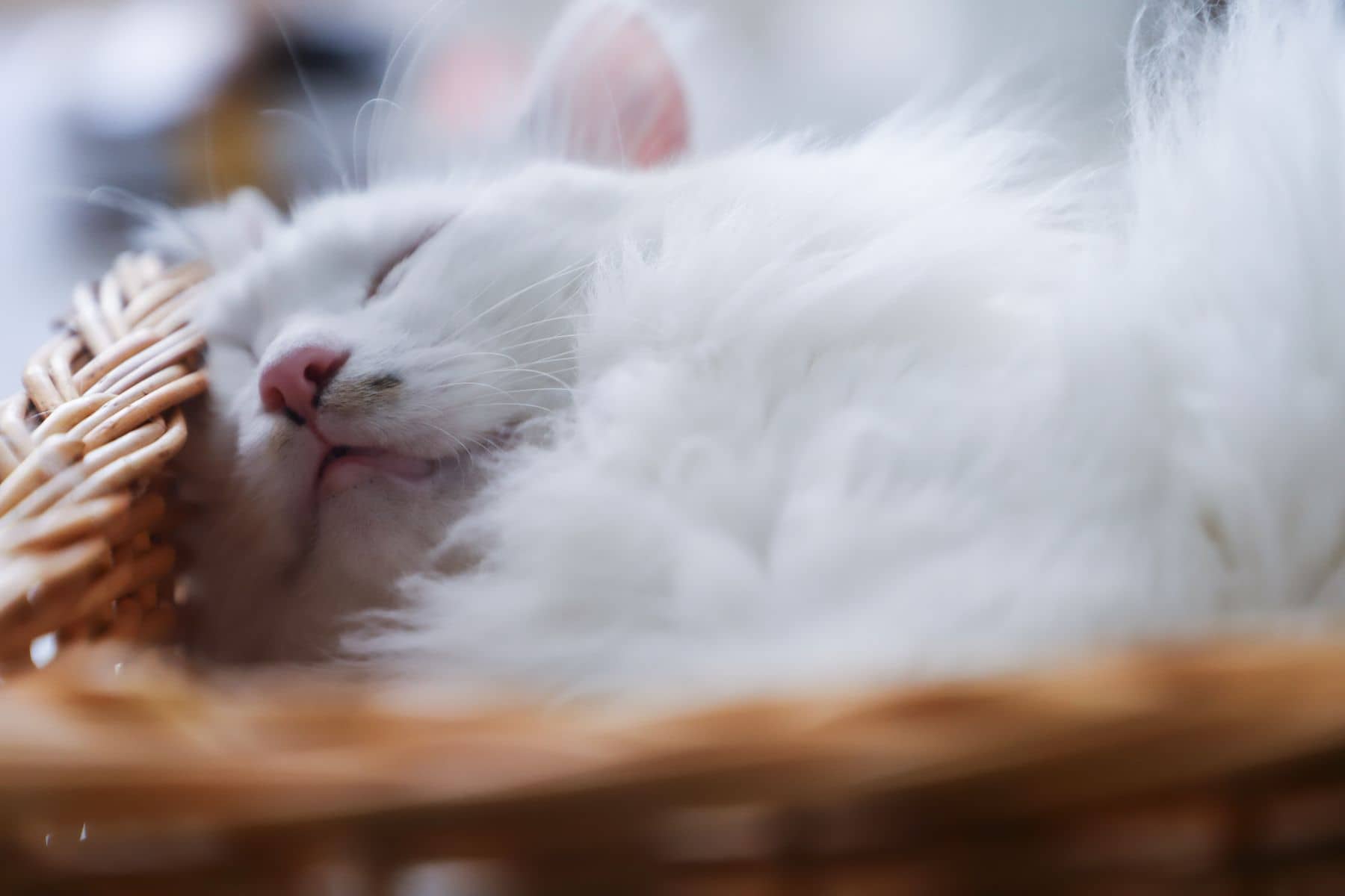 Weiße Katze schläft zusammengerollt in einem Weidenkörbchen