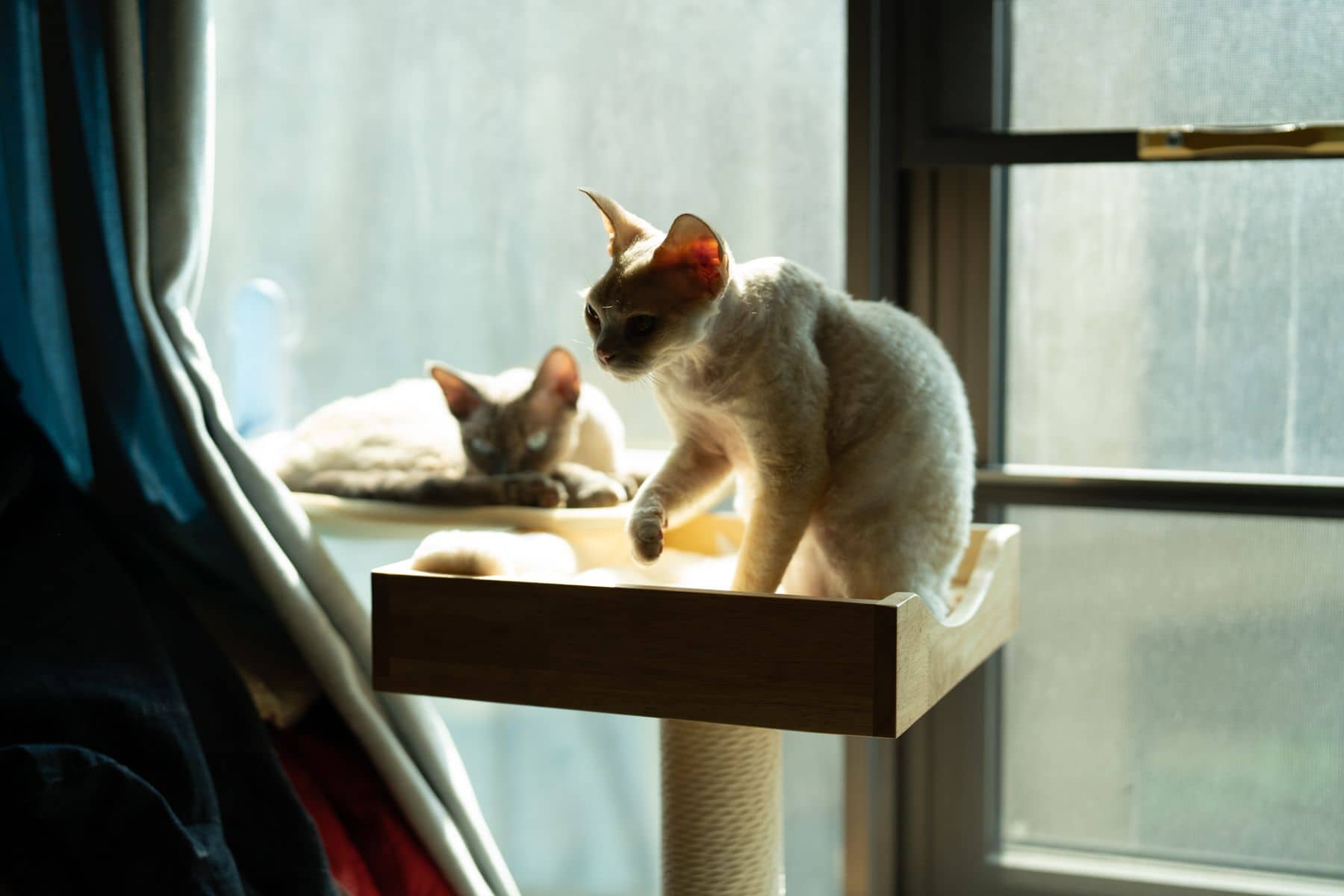 Zwei Katzen auf einem Kletterbrett vor einem vernetzten Fenster in der Nachmittagssonne